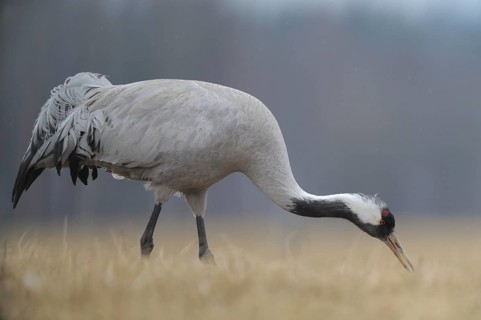 Common Crane (Grus grus), Mecklenburg-Western Pomerania, Germany