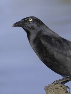 Great-tailed Grackle (Quiscalus mexicanus) male, Arizona, USA