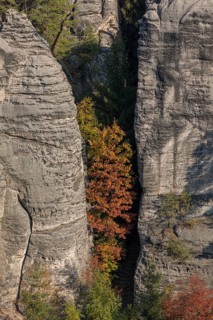 Trees growing on rocks. Fall foliage in the bohemian paradise. Prachov Rocks (Czech: Prachovské