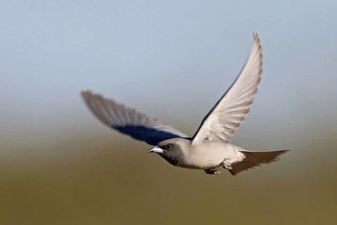 Masked Woodswallow (Artamus personatus) flying, Western Australia, Australia