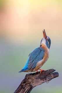 Common Kingfisher (Alcedo atthis) female, Saxony-Anhalt, Germany