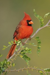 Northern Cardinal (Cardinalis cardinalis) male, Texas, USA