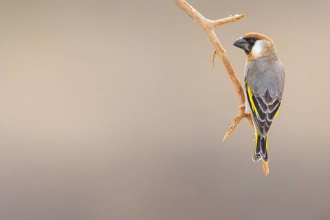 Arabian Bullfinch, Golden-winged Bullfinch, (Rhynchostruthus percival), subfamily Stiglitz-like,