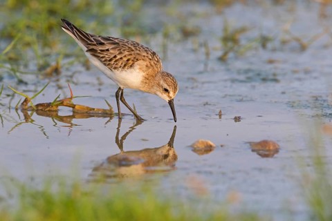 Little Stint, (Calidris minuta), foraging in the Salalah biotope, Khawr Rawri, Sohar, Oman
