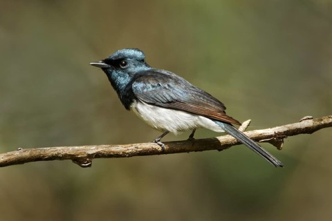 Satin Flycatcher (Myiagra cyanoleuca) male, Tasmania, Australia