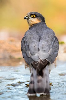 Eurasian Sparrowhawk (Accipiter nisus) male at a waterhole, Madrid, Spain