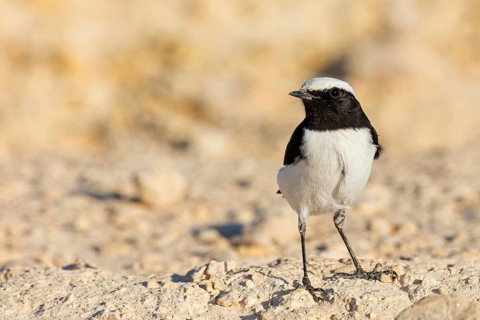 Black-backed Wheatear, Black-backed Wheatear, Basalt Wheatear, (Oenanthe lugens), Animals, Birds,