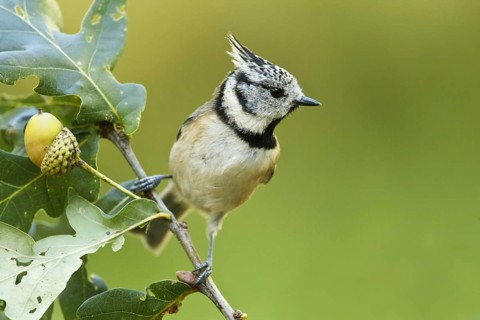 European Crested Tit (Lophophanes cristatus), Germany