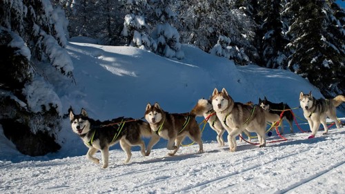 Group of Husky dogs durin Sleddog race in Jakuszyce, Poland