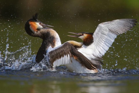 Great Crested Grebe (Podiceps cristatus) fighting for territory, North Rhine-Westphalia, Germany