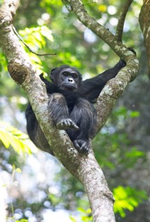 Common chimpanzee (Pan troglodytes) on a tree in the mountain rainforest looking into the camera,