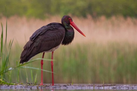 Black Stork (Ciconia nigra), Pusztaszer, Hungary
