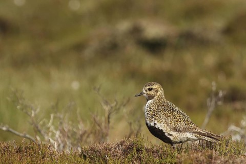 European Golden Plover (Pluvialis apricaria), Yorkshire Dales, United Kingdom