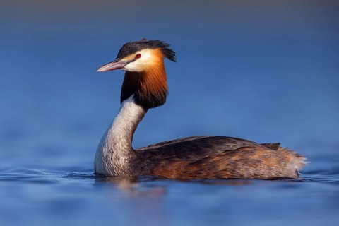 Great Crested Grebe, (Podiceps Scalloped ribbonfish), an animal, floating on the lake, water body,