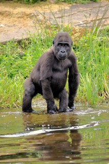 Western gorilla (Gorilla gorilla), young animal, at the water, splashing, playing, discovering,