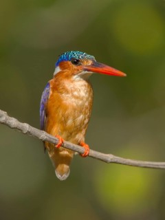 Malachite Kingfisher (Corythornis cristatus), Gambia