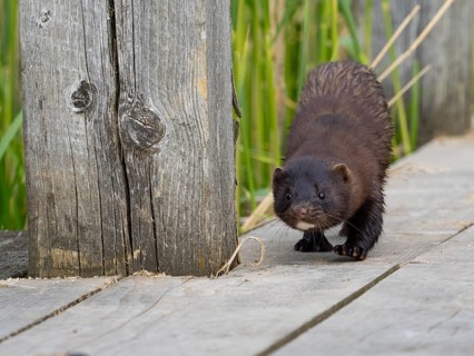 A mink sneaks up on you