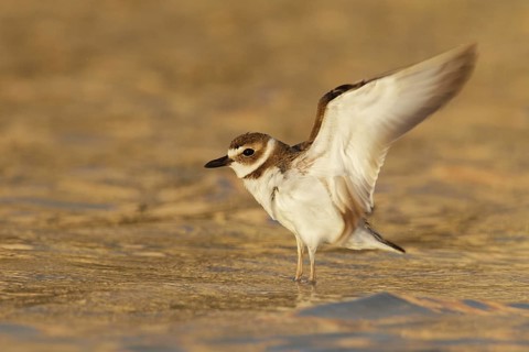 Wilson's Plover (Charadrius wilsonia), Florida, USA