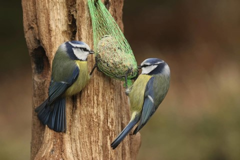 Eurasian Blue Tit (Cyanistes caeruleus), Lower Saxony, Germany