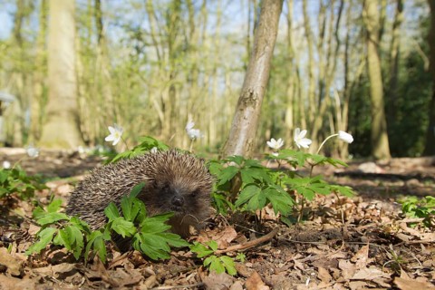 European hedgehog (Erinaceus europaeus) adult animal in a woodland in springtime, Suffolk, England,