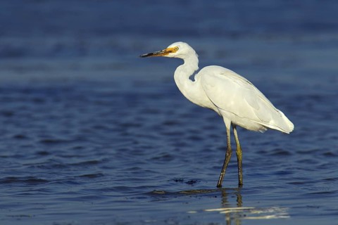 Little Egret (Egretta garzetta), Victoria, Australia