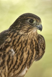 Merlin (Falco columbarius), Arizona, USA