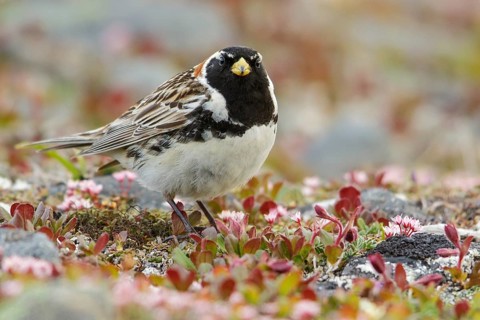 Lapland Longspur (Calcarius lapponicus) perched on the tundra in Nome, Alaska