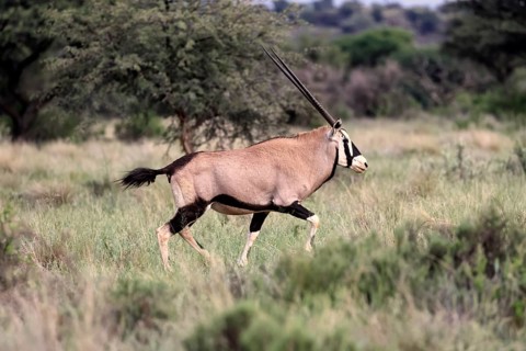 Oryx gazella, South African spikebuck, adult, running, foraging, Mokala National Park, Northern