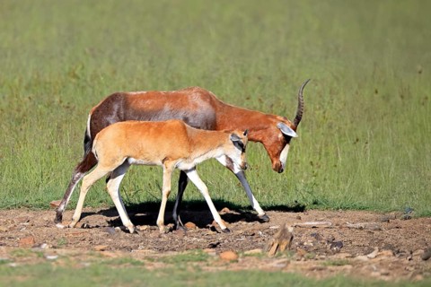 Bontebok (Damaliscus pygargus), adult, juvenile, Mountain Zebra NP, Eastern Cape, South Africa,