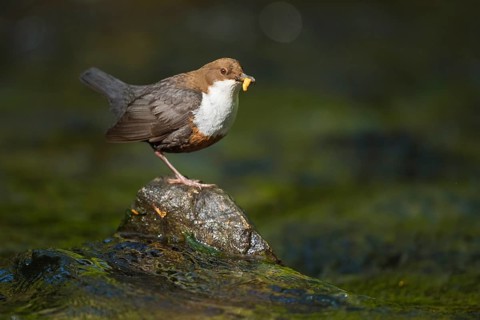 White-throated Dipper (Cinclus cinclus) with food in its beak, North Rhine-Westphalia, Germany