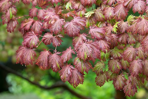 Japanese maple (Acer japonicum 'Aconitifolium')