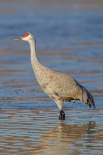 Sandhill Crane Grus canadensis Bosque del Apache National Wildlife Refuge, New Mexico, United