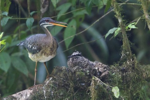 Sunbittern (Eurypyga helias) nesting and feeding chicks along a river in Costa Rica