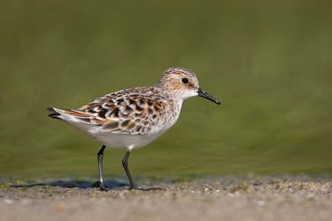 Little Stint (Calidris minuta), Schleswig-Holstein, Germany