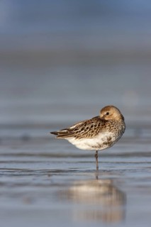 Dunlin (Calidris alpina), Schleswig-Holstein, Germany