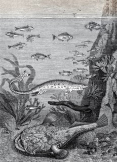 Fische im Meer am Ufer