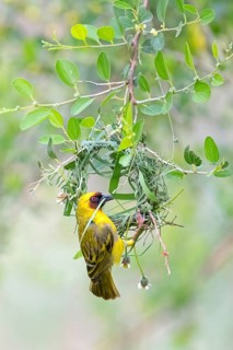 Ruppell's Weaver, Rueppell's Weaver, (Ploceus galbula), weaver bird building a nest, weaver birds,