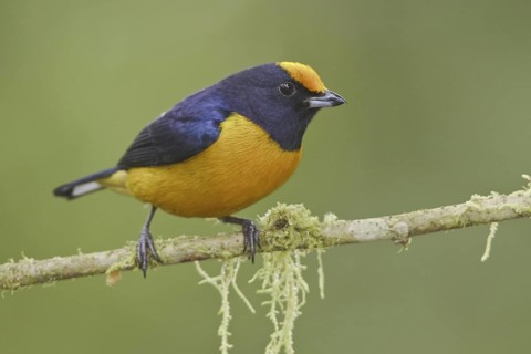 Orange-bellied Euphonia (Euphonia xanthogaster) male, Ecuador
