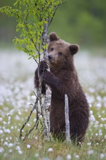 Eurasian Brown Bear (Ursus arctos) cub foraging on young tree in white cottongrass, Finland