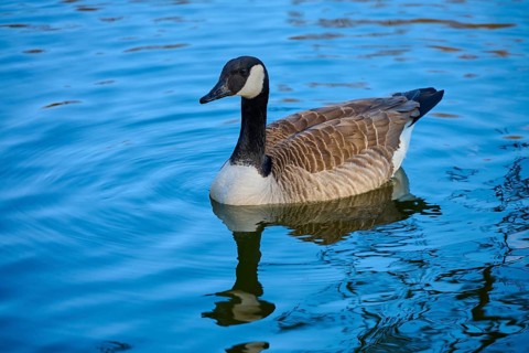 A Canada goose swimming in clear blue water, Canada goose (Branta canadensis), Amorbach, Odenwald,