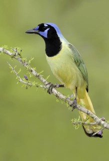 Green Jay (Cyanocorax luxuosus), Texas, USA