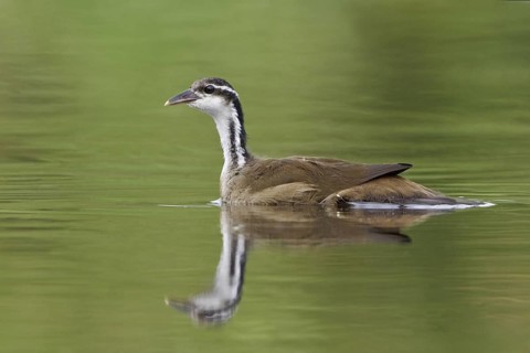 Sungrebe (Heliornis fulica), Ecuador