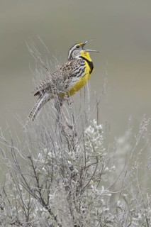 Western Meadowlark (Sturnella neglecta) singing, British Columbia, Canada