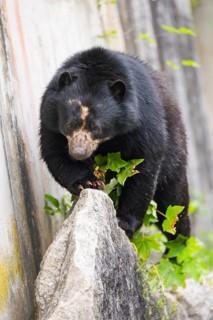 American black bear (Ursus americanus), walking on a rock, captive, Bavaria, Germany
