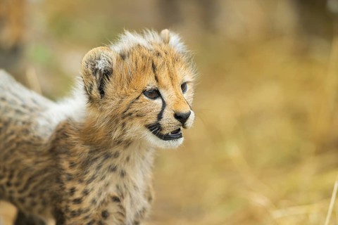 Cheetah (Acinonyx jubatus) youngster, portrait, captive, occurrence Africa