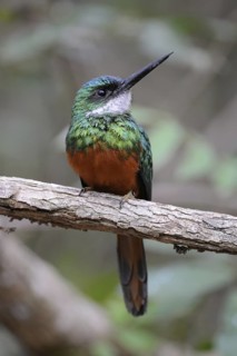 Rufous-tailed Jacamar (Galbula ruficauda) male, Pantanal, Brazil