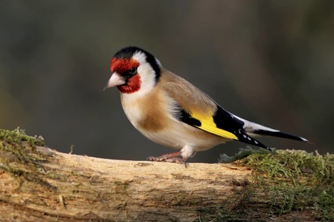 European Goldfinch (Carduelis carduelis), Baden-Wuerttemberg, Germany
