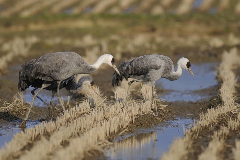 Hooded Crane (Grus monacha) juvenile, Arasaki, Japan