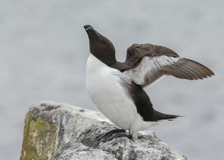 Razorbill (Alca torda islandica) flapping wings, Scotland, United Kingdom