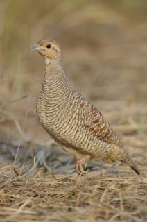 Grey Francolin (Francolinus pondicerianus), India